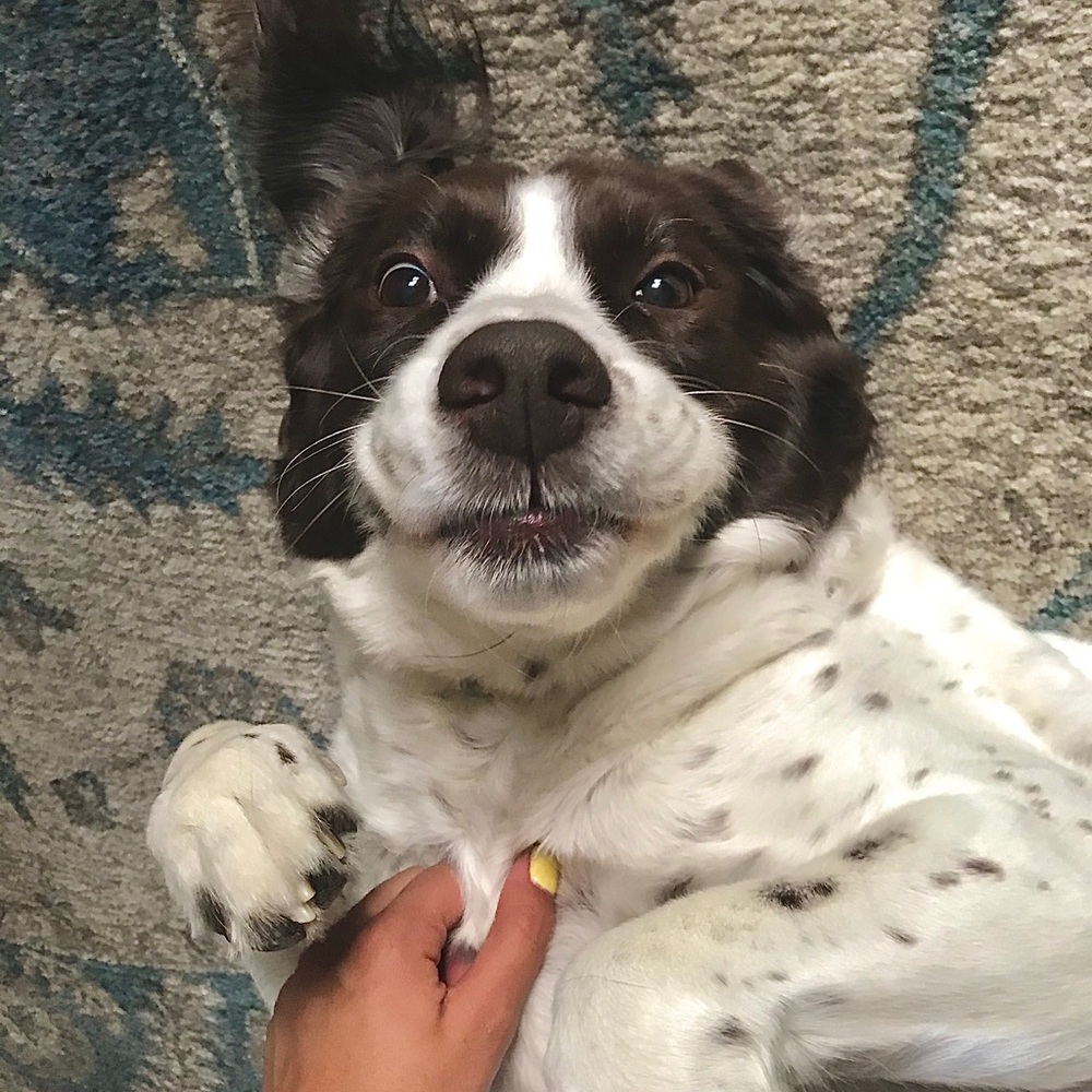 Meet your Posher, Elyse